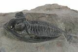 Fossil Zlichovaspis Trilobite - Atchana, Morocco #347297-2